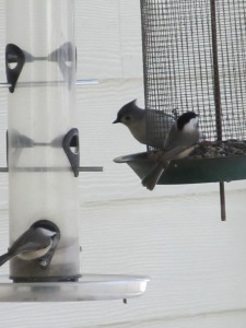 A Tufted Titmouse is joined by two Carolina Chickadees at the feeders.