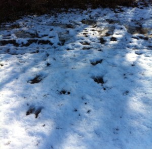 Deer leave hoof prints in the snow.