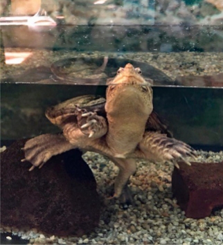 Snapping turtle-edit